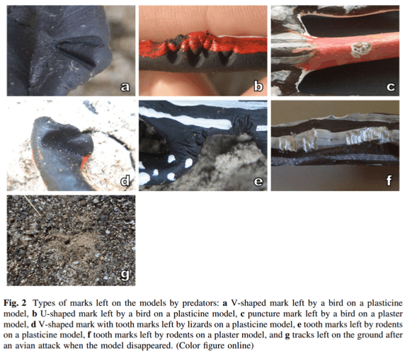 Fresnillo et al 2014 Fig 2.  The attacked models show clear marks indicative of particular predators: birds, rodents and other lizards.