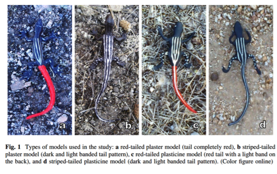 Fresnillo et al 2014.  they made some lovely, detailed plasticine models that put ours to shame.