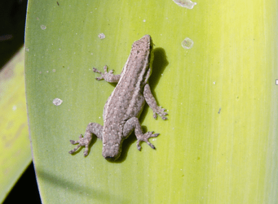 One of our main study species – Lygodactylus capensis – the southern African dwarf gecko