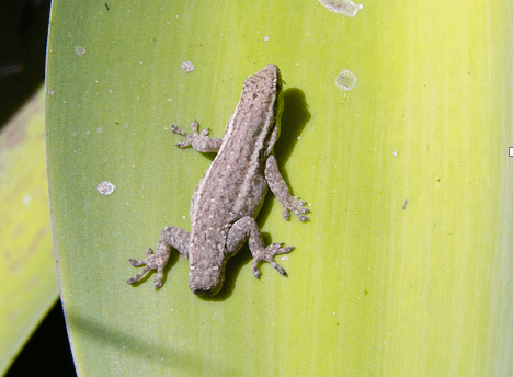One of our main study species – Lygodactylus capensis – the southern African dwarf gecko