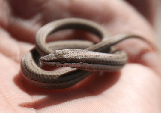 A long-tailed pygopodid – Pletholax gracilis