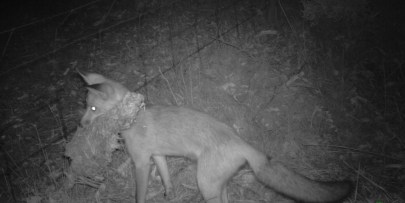 Baiting will be less effective when alternative food sources (e.g. sheep carrion) is abundant. Image: Murdoch University