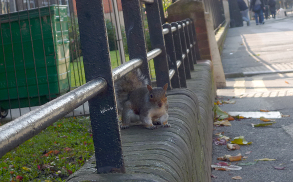 urbansquirrel