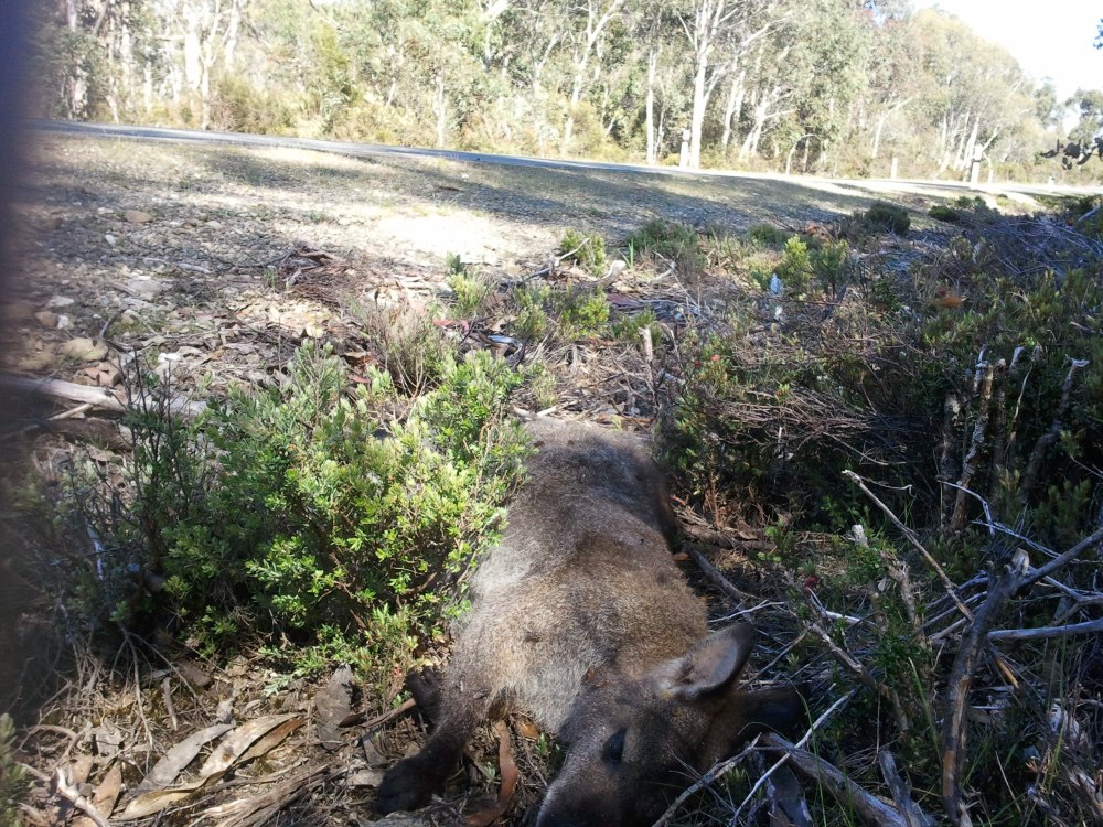 How a Bennett's wallaby may end the day
