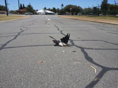 Even birds can get it wrong