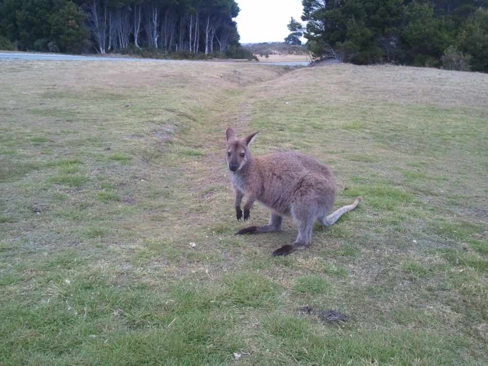 How a Bennett's wallaby may start the day