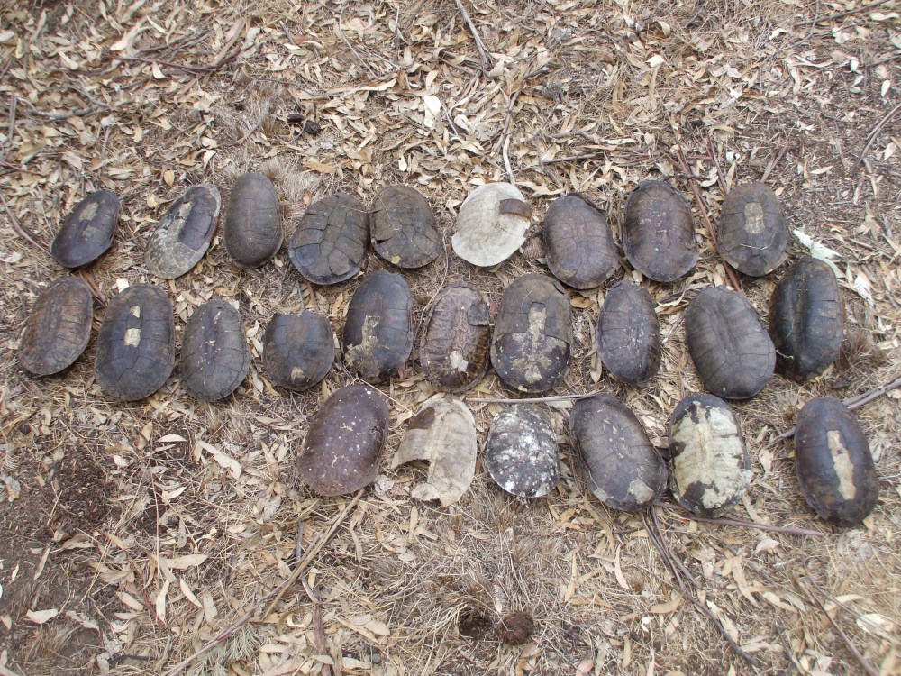 A worrying sight - adult female turtles are also vulnerable to predation when they come onto land to lay their eggs. Carapaces of 25 freshwater turtles found outside a fox den.