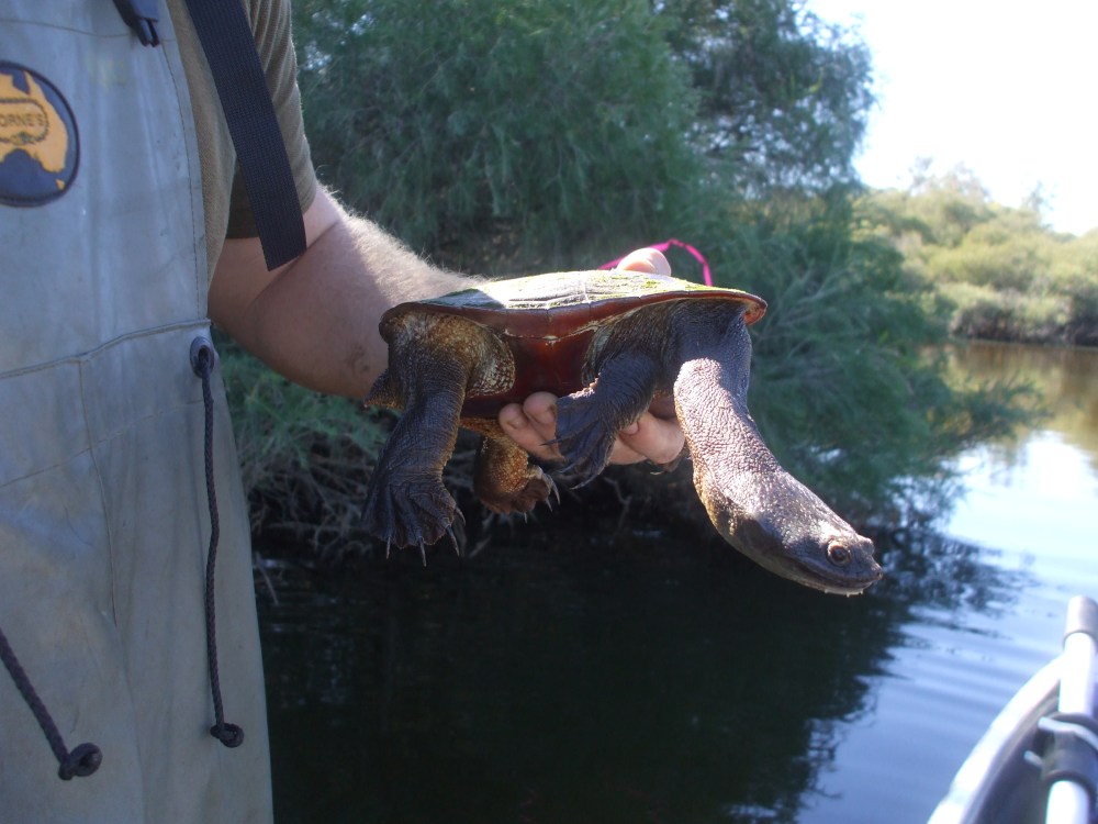 The freshwater oblong turtle Chelodina colliei.