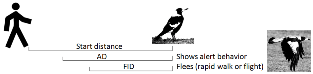 Alert distance (AD) is measured as the distance between the animal and the approaching human at which the animal first becomes aware of the person's approach. Flight Initiation Distance (FID) is the distance at which the animal moves away when approached.