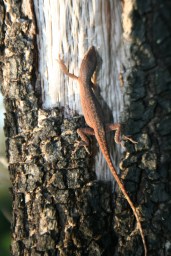 A wary Anole