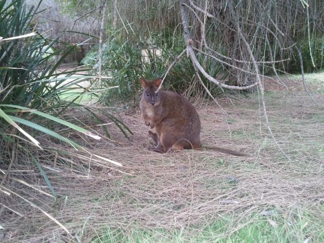 Pademelon pondering the appropriateness of its escape behaviour