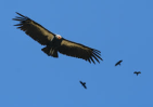 Californian condor