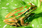 Golden Bell frog