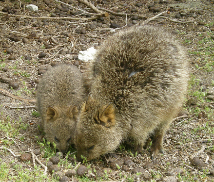 quokkas