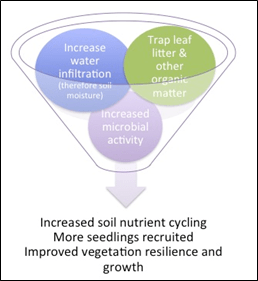Quenda are important ecosystem engineers turning over soil, cycling nutrients from leaf litter, and increasing seedling survival.