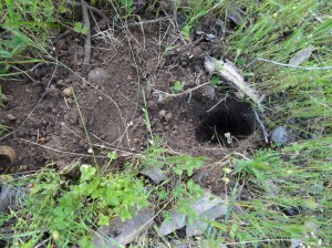 Conical shaped foraging digs quenda create in search of tasty mycorrhizae fungi growing in the soil