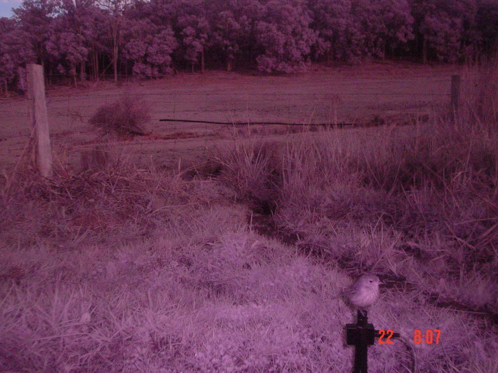 Bird on Remote Sensor