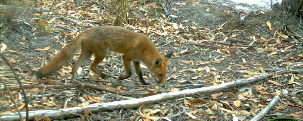 cropped-the-bad-red-fox-photo-shannon-dundas.jpg