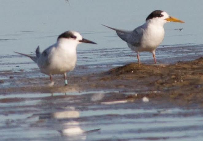 4Q7A6192_Cropped_bluebands