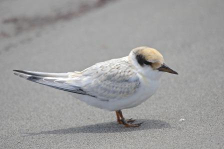 Seabirds - Fairy Tern juv_C