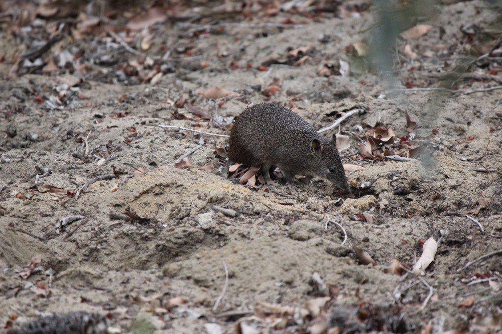 bandicoot-digging-narelle