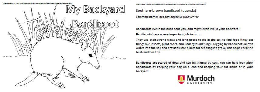 picture-bandicoot-colouring-in