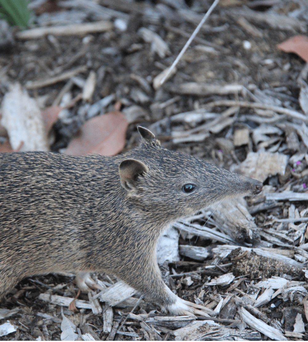 bandicoot - Narelle Dybing