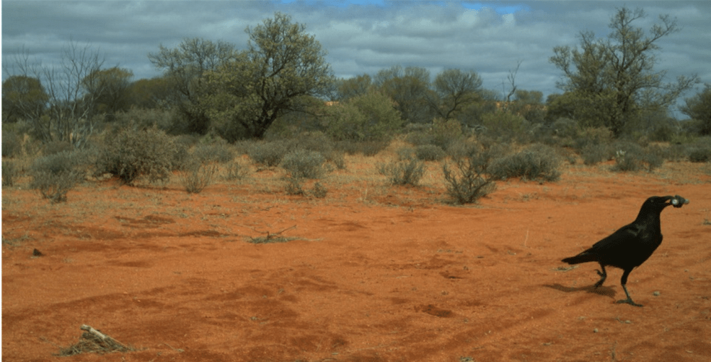 Corvid dismantling CPE.png