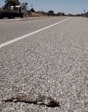 Bobtail roadkill.png