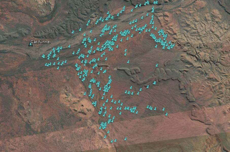 feral cat movements2