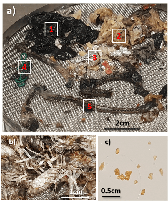 Cat diet of human refuse