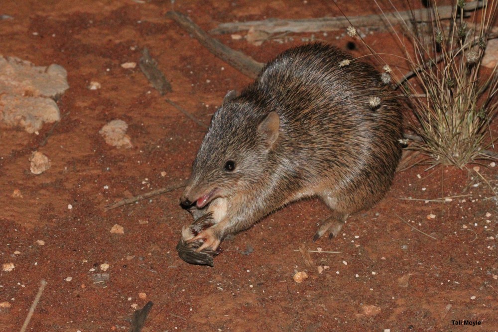 Golden bandicoot - Photo Tali Moyle