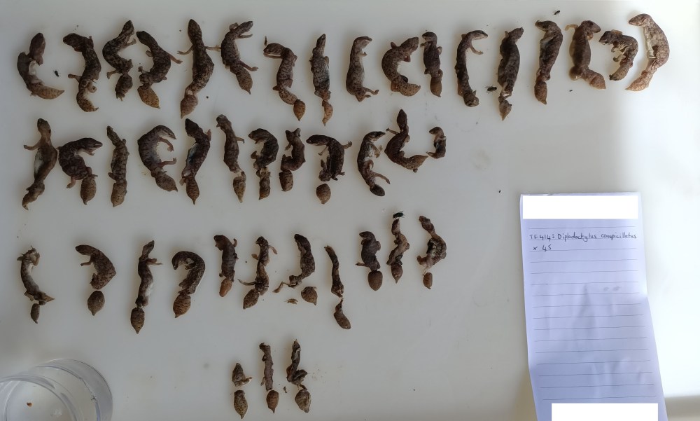 Cat stomach Mundabullangana WA