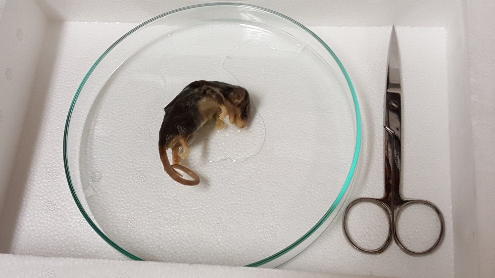 western pygmy possum