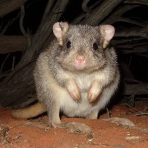 A burrowing bettong. © Nathan Beerkens
