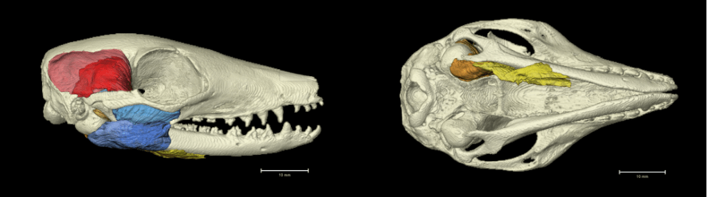 3D Jaw muscles in the numbat (Myrmecobius fasciatus) from contrast enhanced microCT scanning. Credit: V. Thomas and J. Shaw.